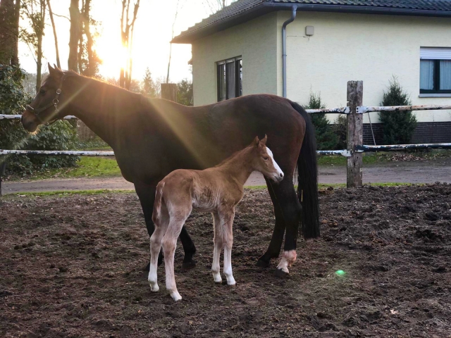Celine Stutfohlen von Ogano Sitte 2021 03