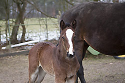 Stutfohlen von Comme il Faut x Contender x Pilot