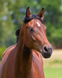 Clarissa Zweijährig 20011 