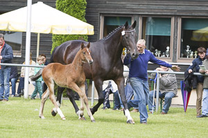 fohlenschau-11