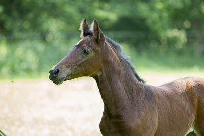 cascadella 06 400 15