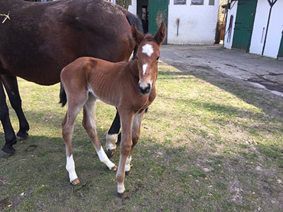 sf oganositteceline web450