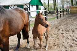 Unser Nabab de Reve x Casall-Stutfohlen hat einen wunderschönes  Köpfchen (Foto: C. Müller)